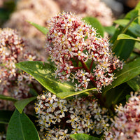 Skimmia japonica Rubella - Japanische Skimmia Rubella - Skimmia - Skimmie