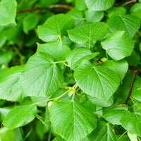 Tilia platyphyllos - Großblättrige Linde - Linde