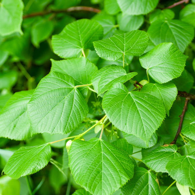 Tilia platyphyllos - Großblättrige Linde - Linde