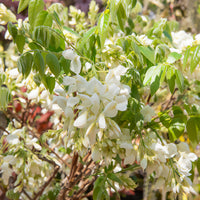 Weißblühender Seiden-Blauregen - Wisteria brachybotrys Shiro Kapitan - Bakker