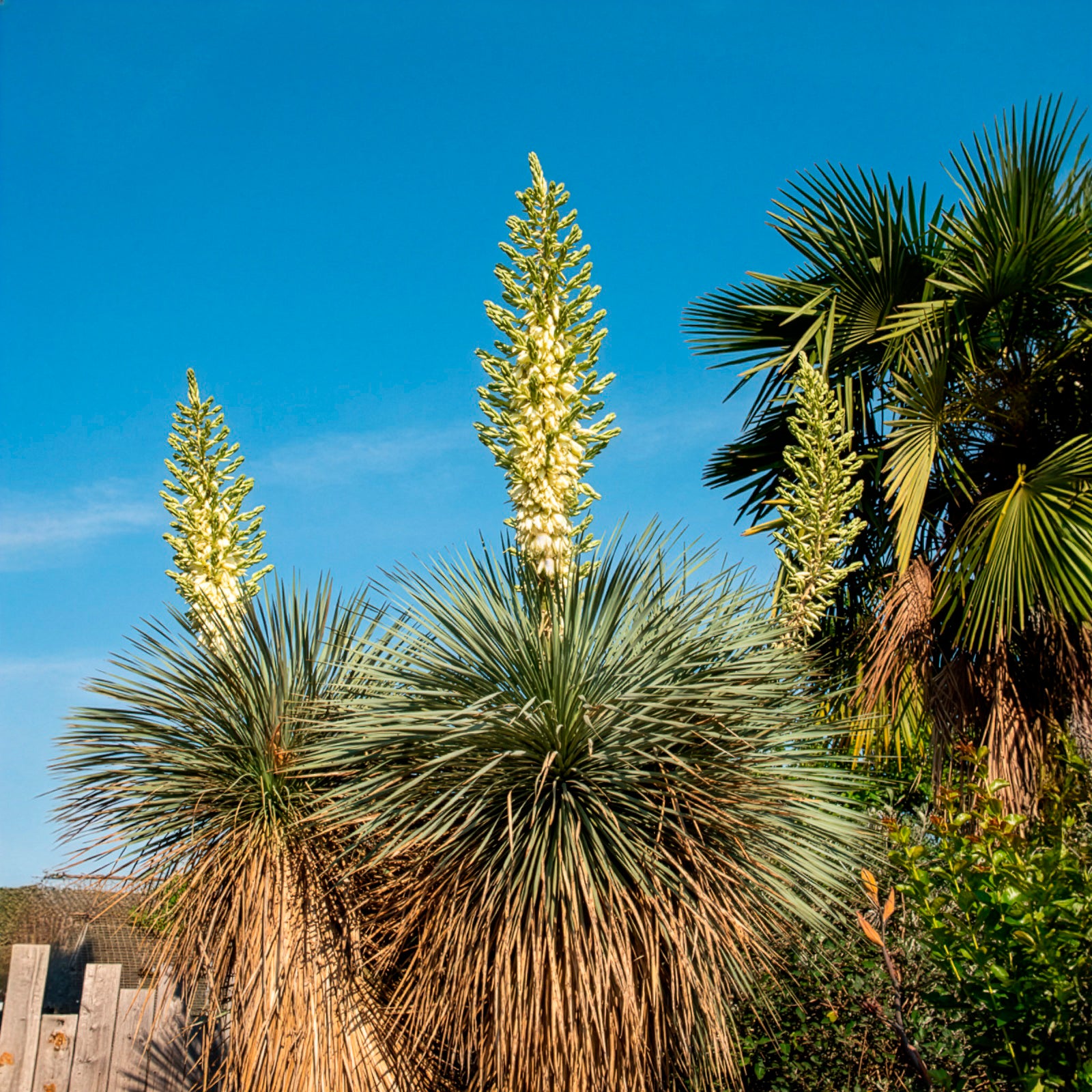 Palmlilie ‘Yucca rostrata’ - Yucca rostrata - Bakker
