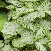 Begonia rex Silver Jewel - Rex-Begonie ‘Silver Jewel’ - Kleine Zimmerpflanzen