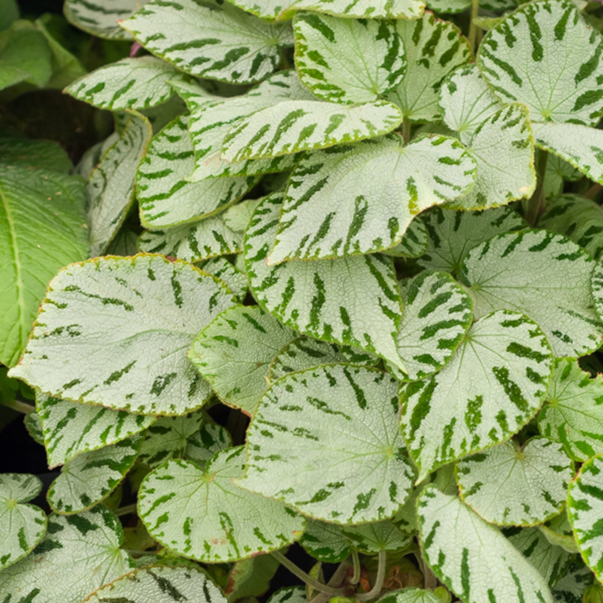 Begonia rex Silver Jewel - Rex-Begonie ‘Silver Jewel’ - Kleine Zimmerpflanzen