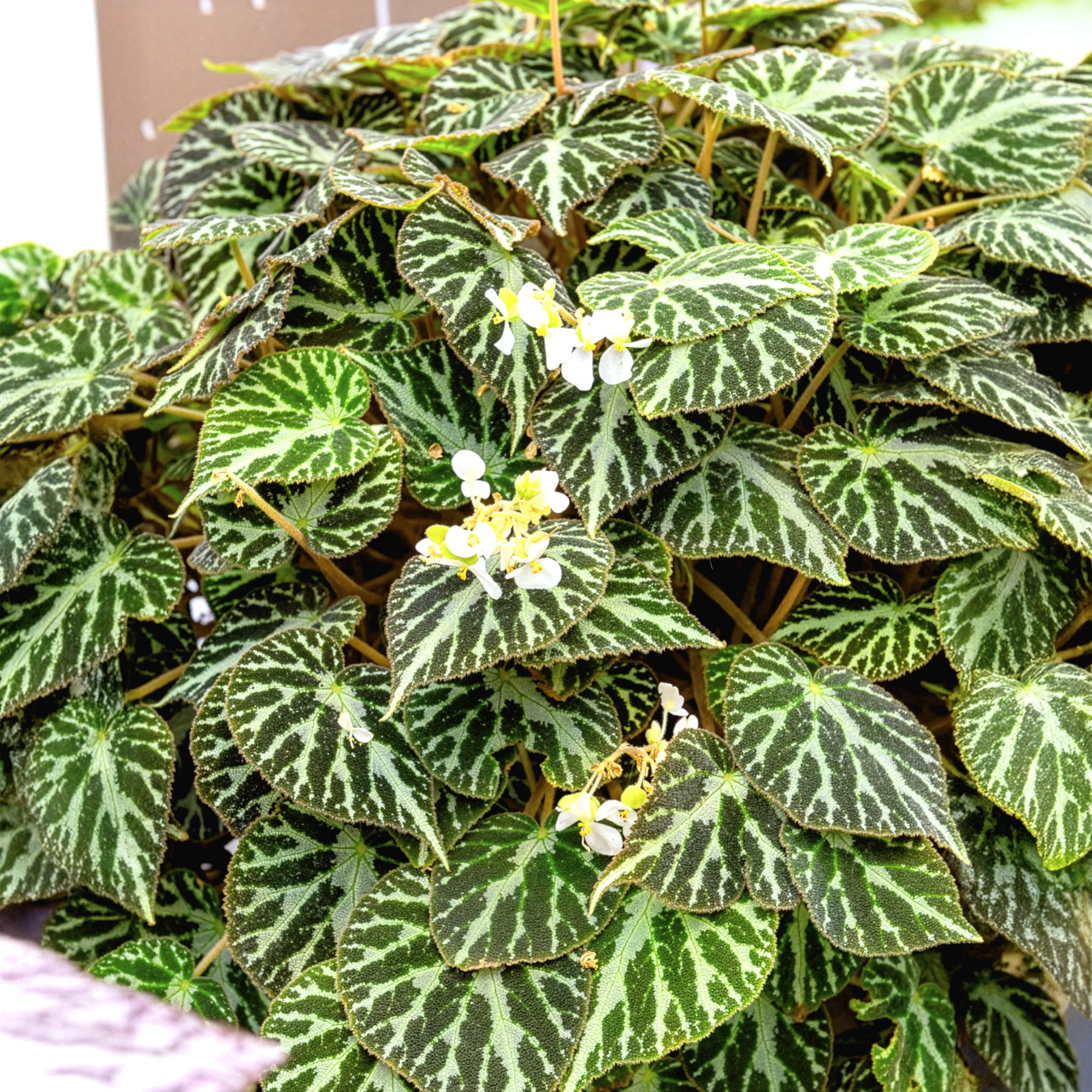 Rex-Begonie ‘Silver Jewel’ - Begonia rex Silver Jewel - Bakker