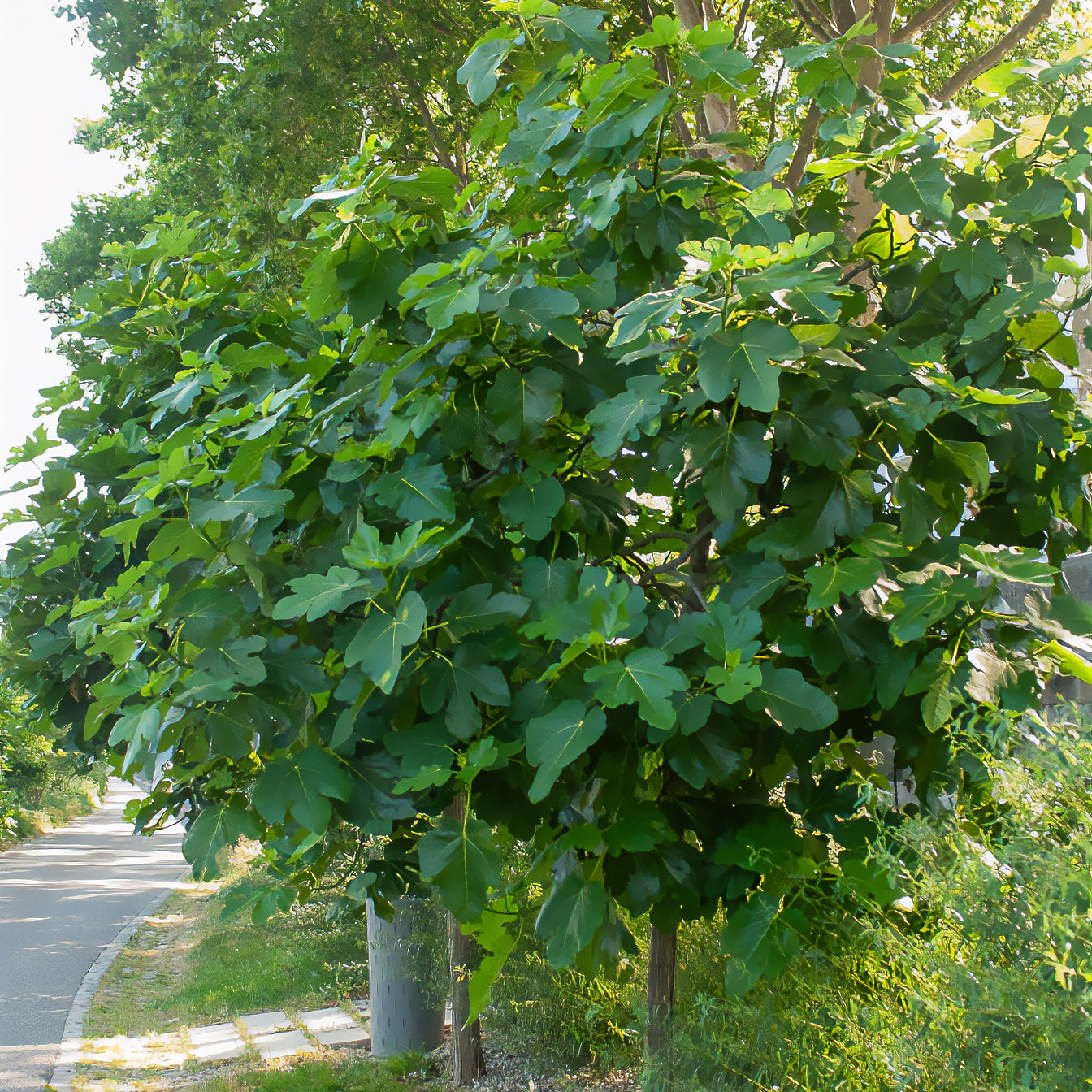 Feige Violette Dauphine - Ficus carica Violette Dauphine - Bakker