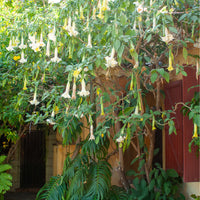 Brugmansia arborea - Engelstrompete weiß - Balkonblumen