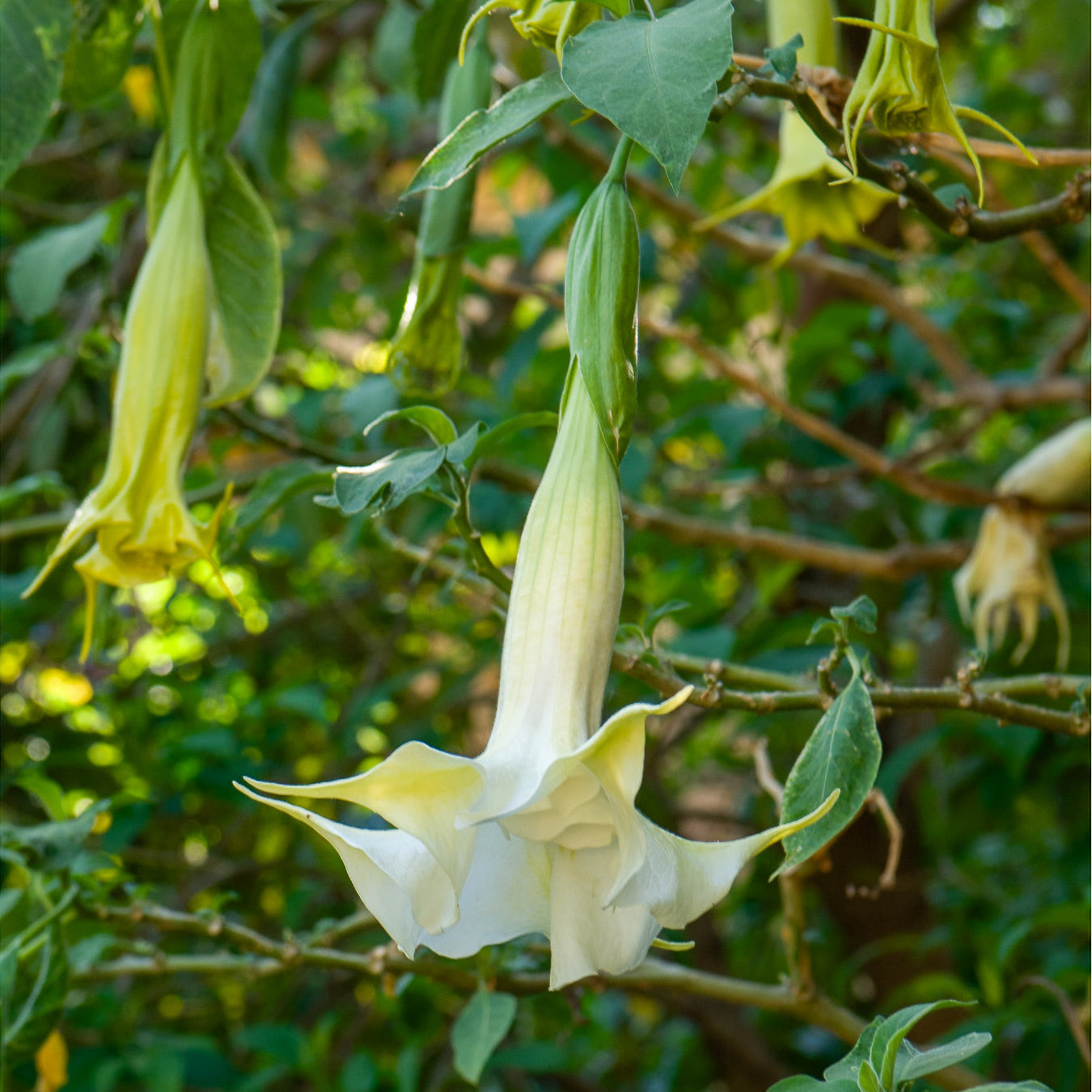 Engelstrompete weiß - Brugmansia arborea - Bakker