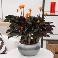 Safran-Korbmarante - Calathea crocata - Bakker