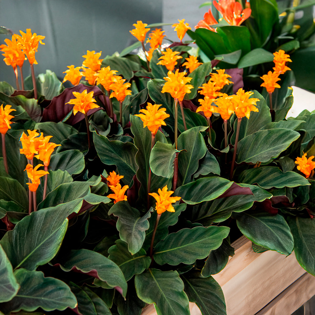 Calathea - Safran-Korbmarante - Calathea crocata