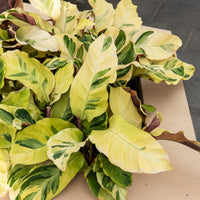 Korbmarante ‘Yellow Fusion’ - Calathea lietzei Yellow Fusion - Bakker