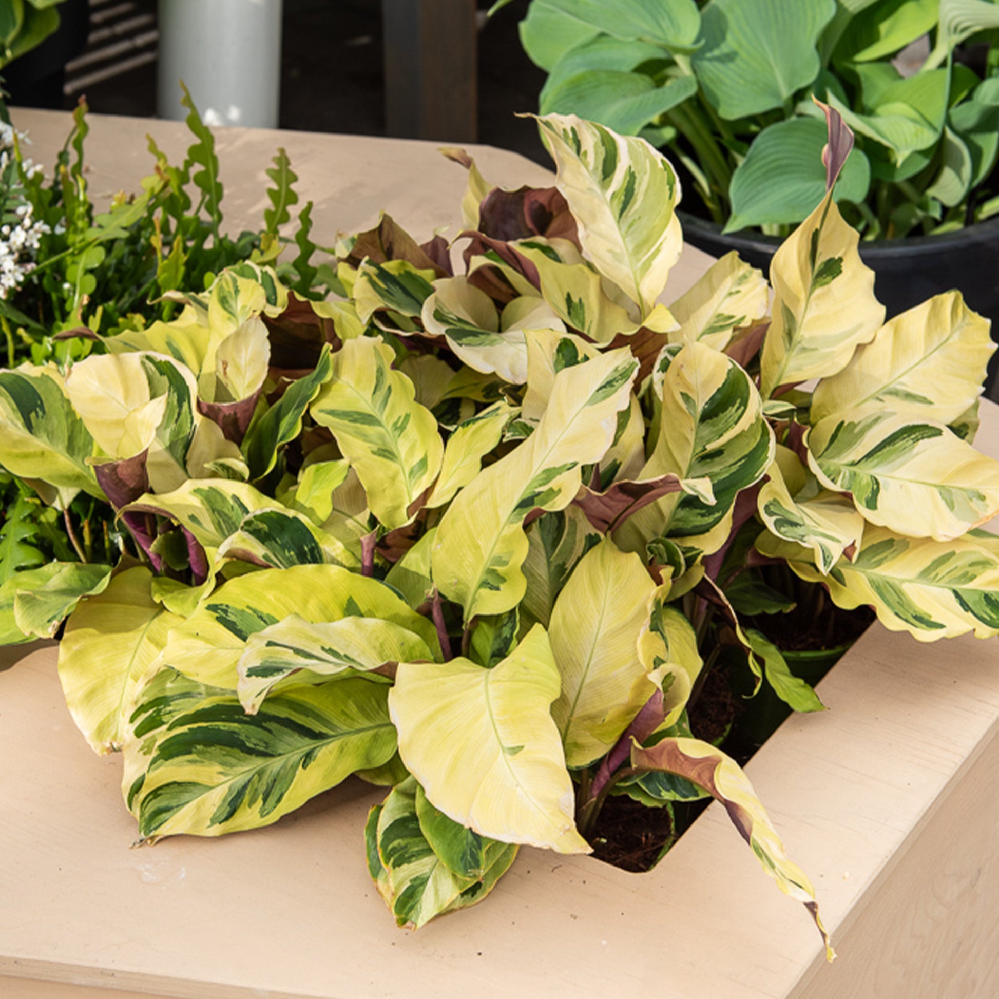 Korbmarante ‘Yellow Fusion’ - Bakker