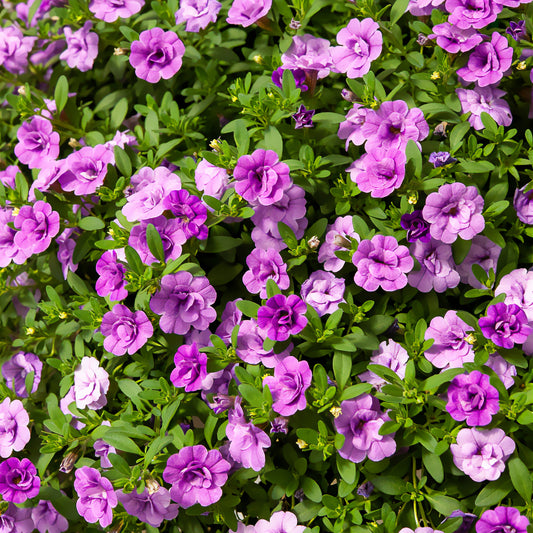 Zauberglöckchen gefüllt Violett (x3) - Bakker