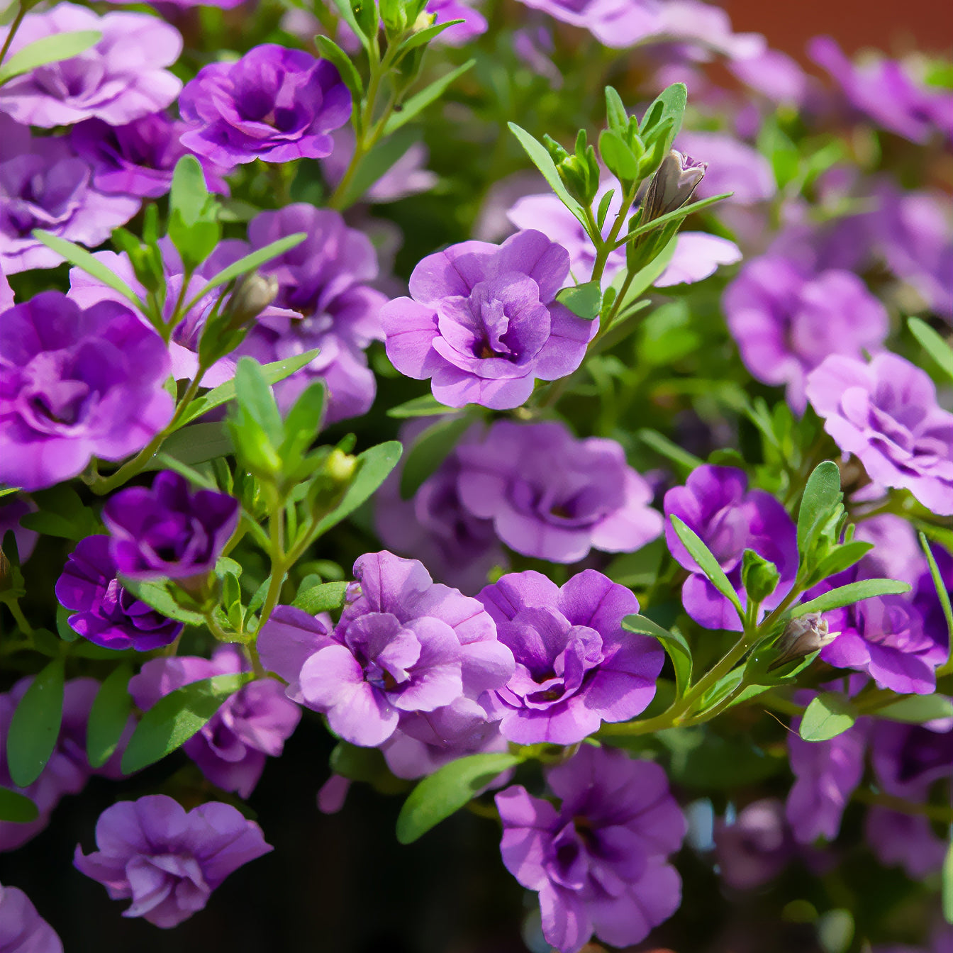 Zauberglöckchen gefüllt Violett (x3) - Calibrachoa hybride double Amethyst - Bakker