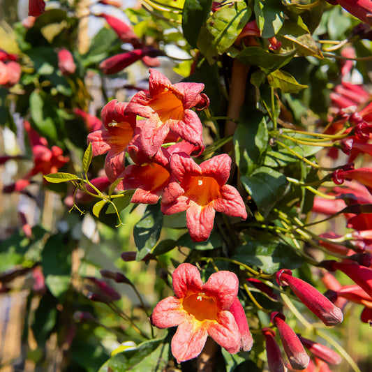 Klettertrompete 'Tangerine Beauty' - Bakker