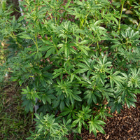 Mexikanische Orangenblume 'Greenfingers'® - Choisya ternata Greenfingers ® - Bakker