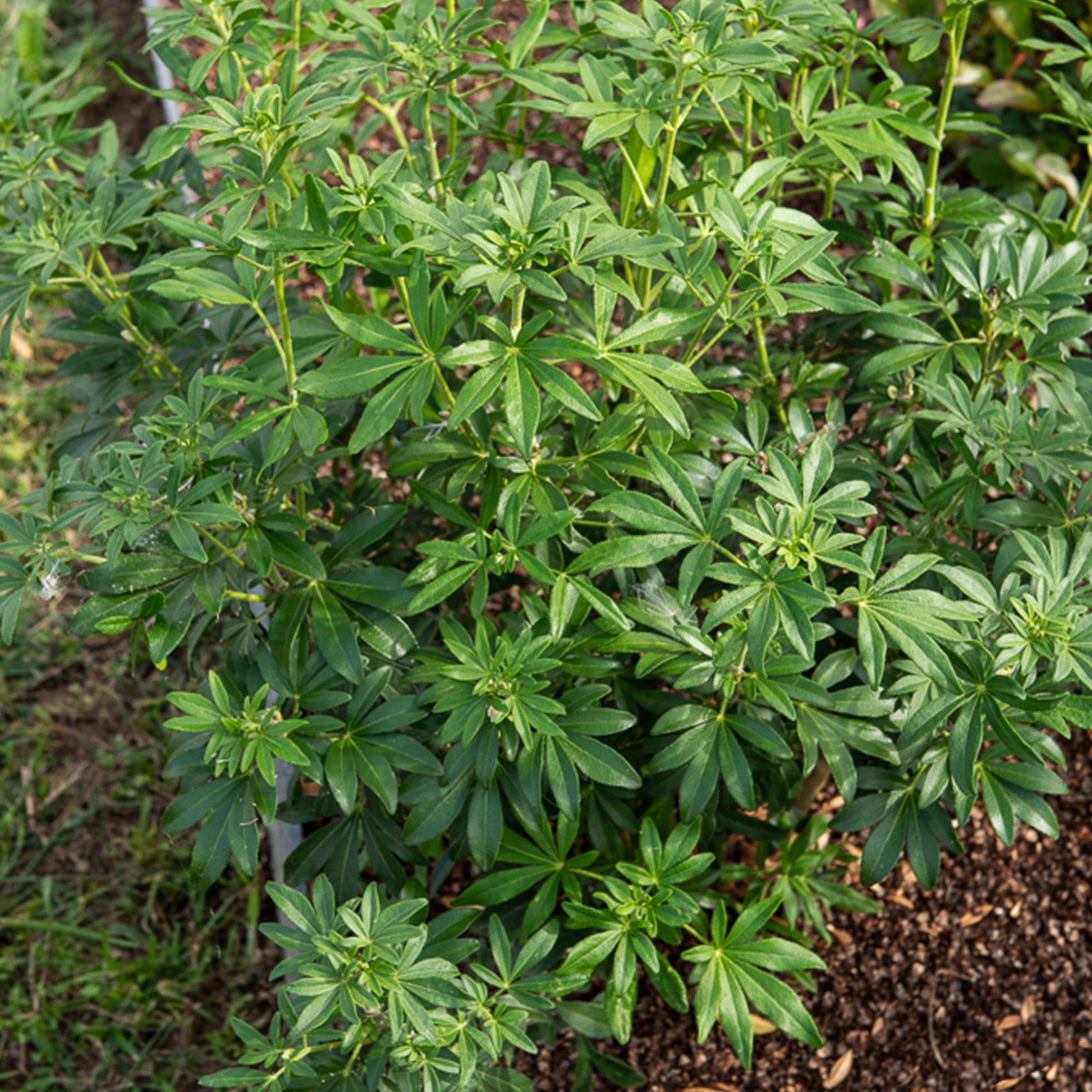 Mexikanische Orangenblume 'Greenfingers'® - Choisya ternata Greenfingers ® - Bakker