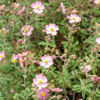 Zistrose Silver Pink - Cistus x argenteus Silver Pink - Bakker