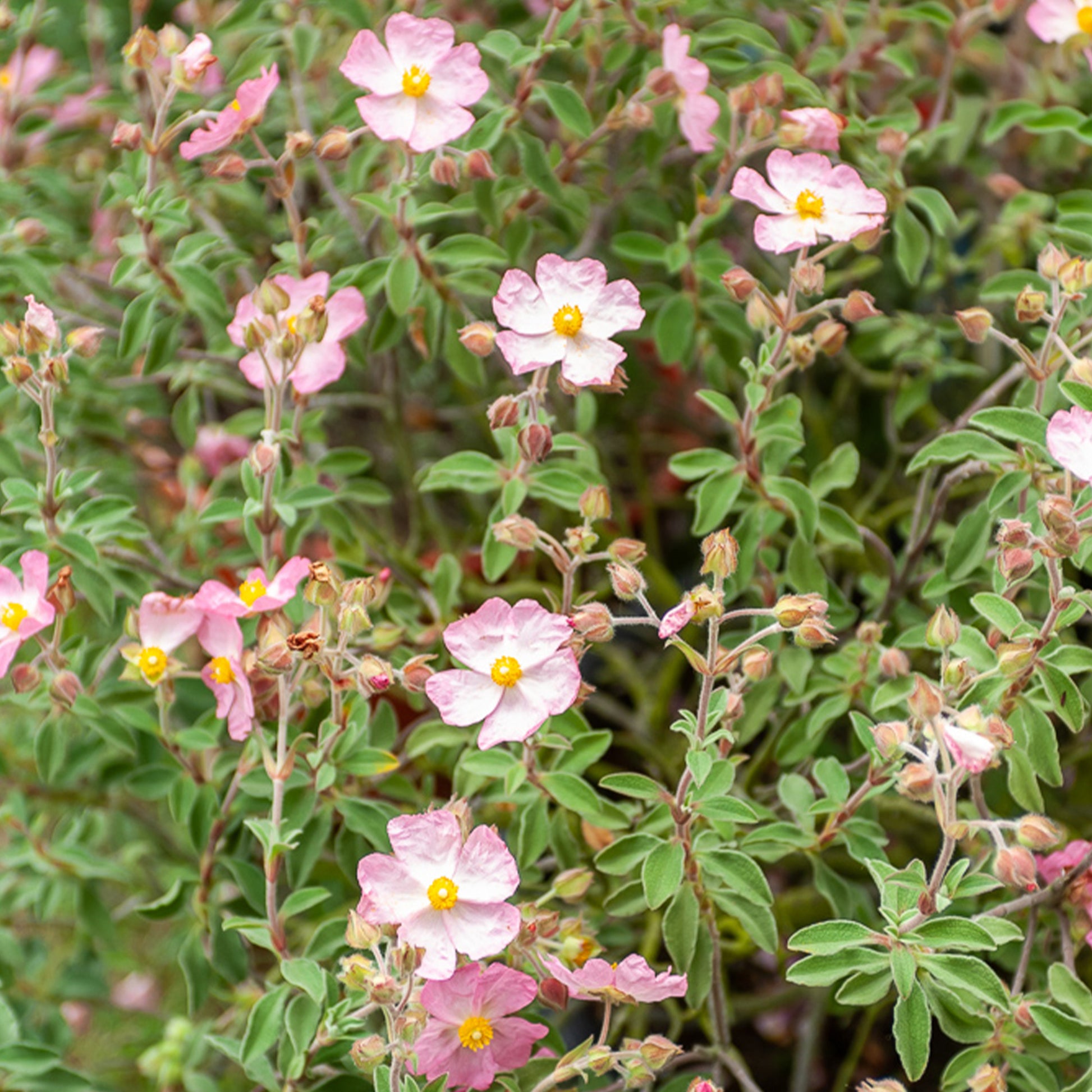 Zistrose Silver Pink - Cistus x argenteus Silver Pink - Bakker
