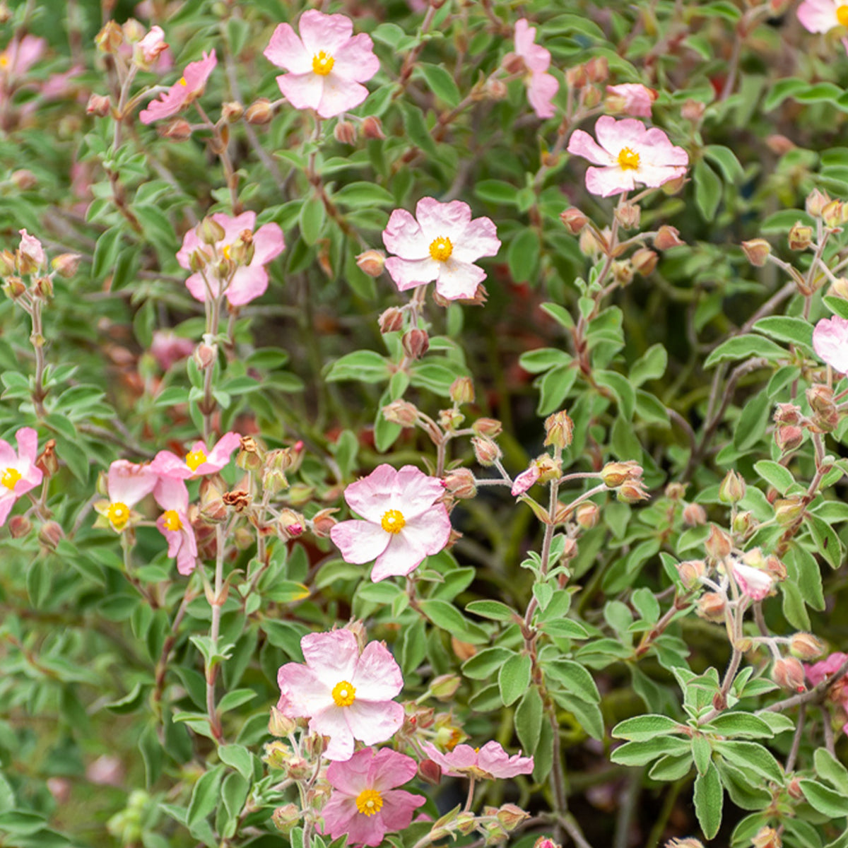 Zistrose Silver Pink - Cistus x argenteus Silver Pink - Bakker