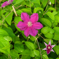 Clematis viticella Ernest markham - Italienische Waldrebe ‘Ernest Markham’ - Clematis