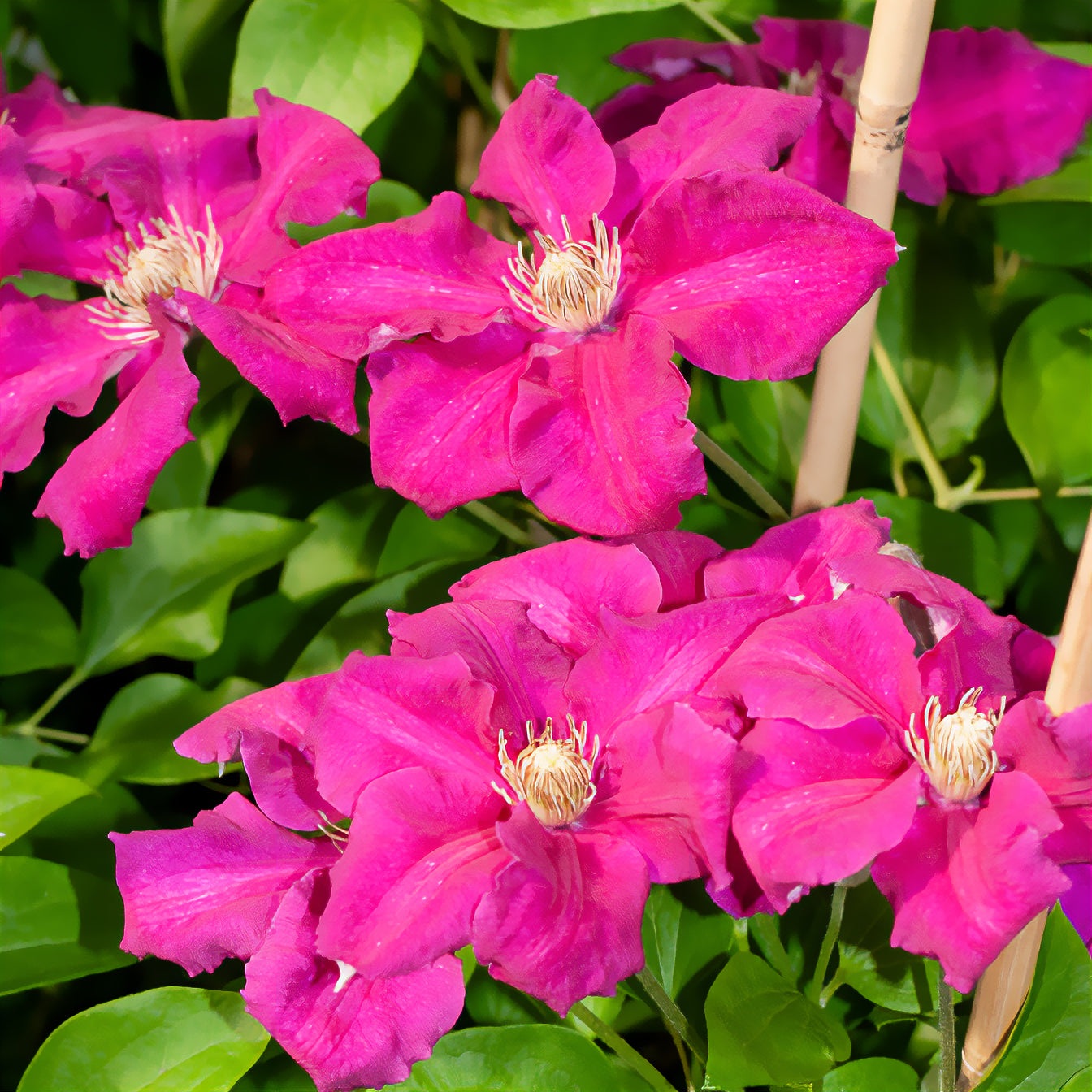 Clematis - Italienische Waldrebe ‘Ernest Markham’ - Clematis viticella Ernest markham