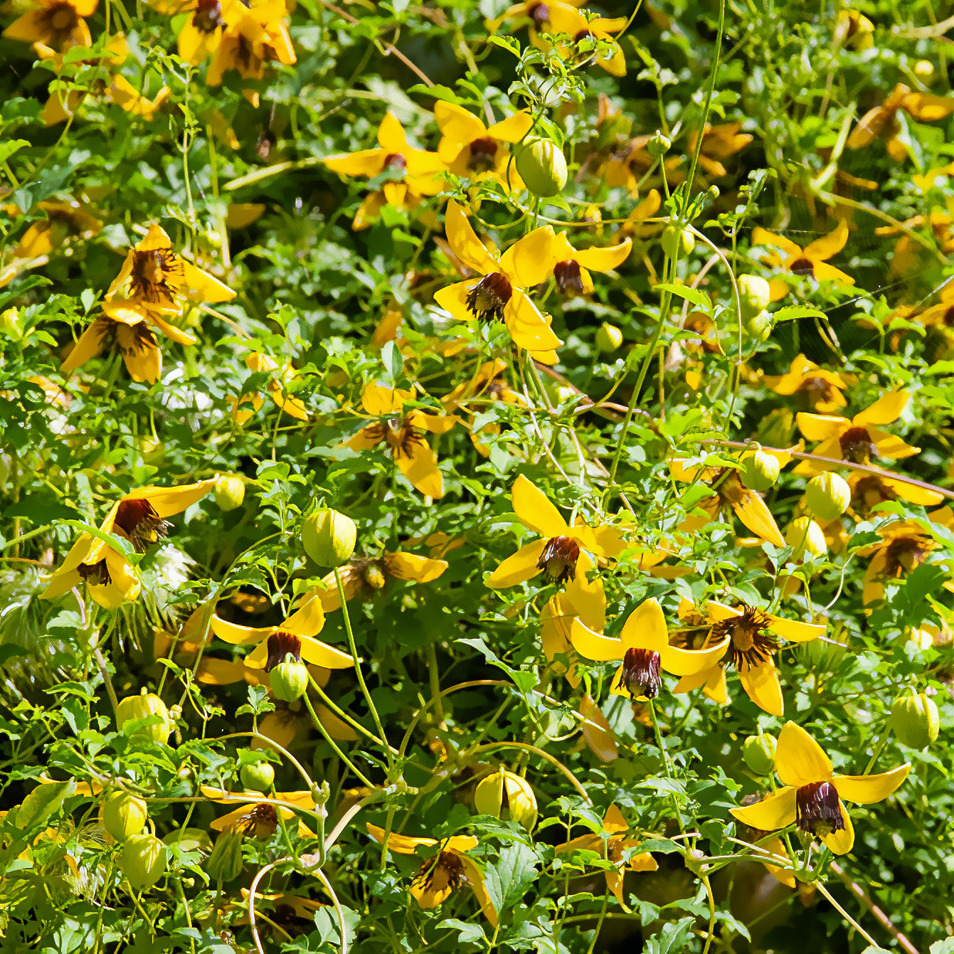 Waldrebe ‘Golden Tiara’® - Bakker
