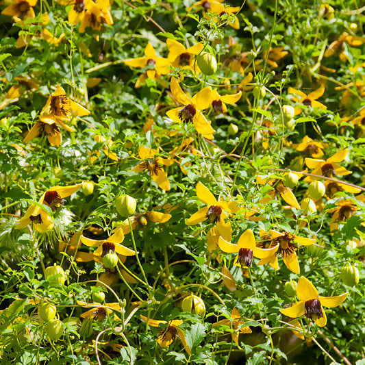 Waldrebe ‘Golden Tiara’® - Bakker