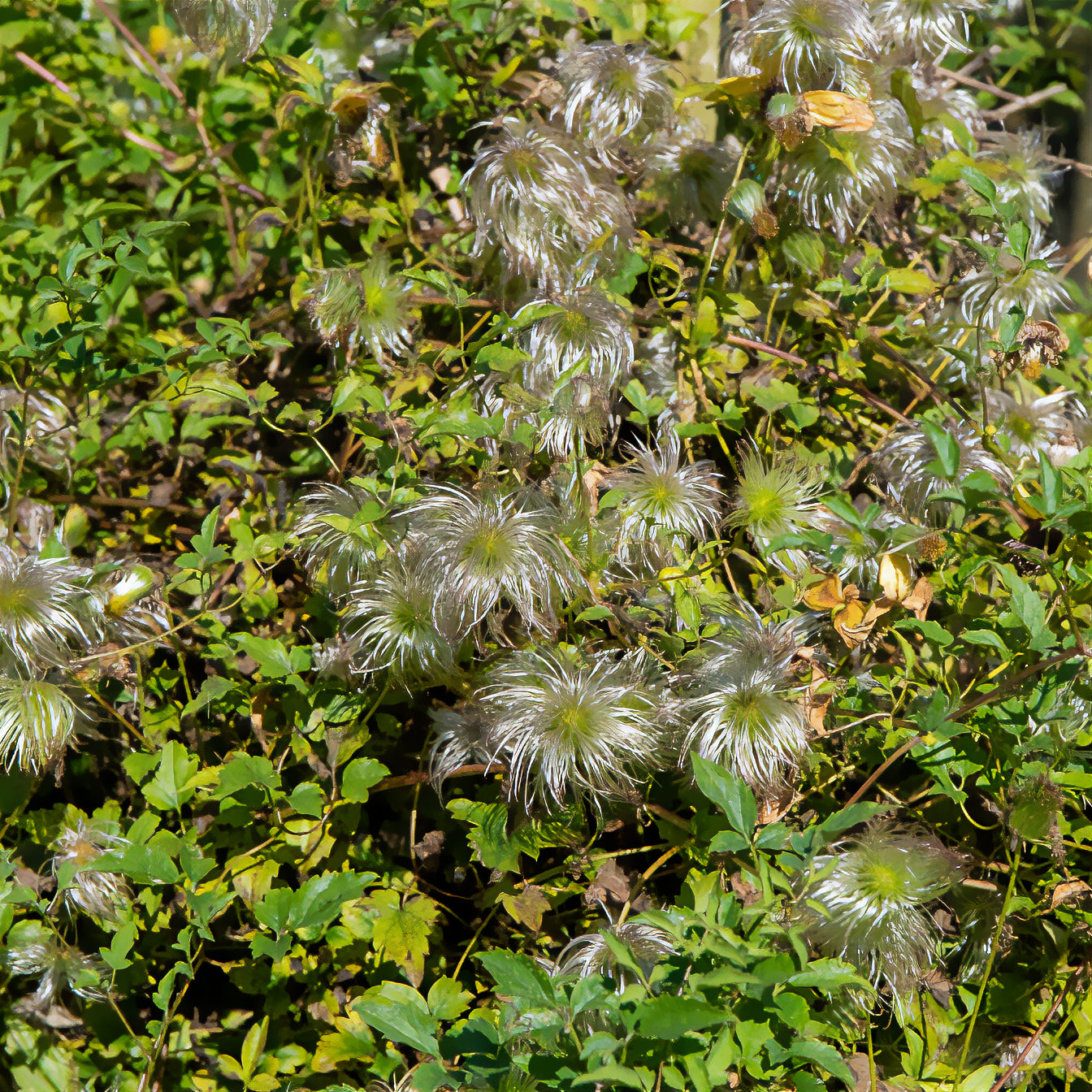 Waldrebe ‘Golden Tiara’® - Clematis tangutica Golden Tiara®Kugotia - Bakker
