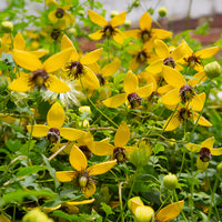 Clematis - Waldrebe ‘Golden Tiara’® - Clematis tangutica Golden Tiara®Kugotia