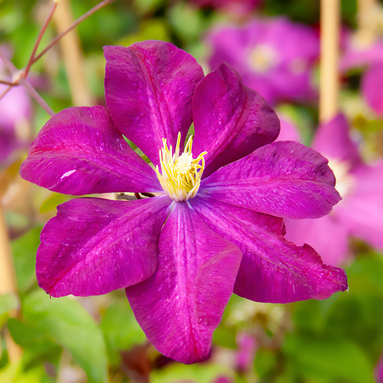 Verkauf Waldrebe ‘Niobe’ - Clematis Niobe
