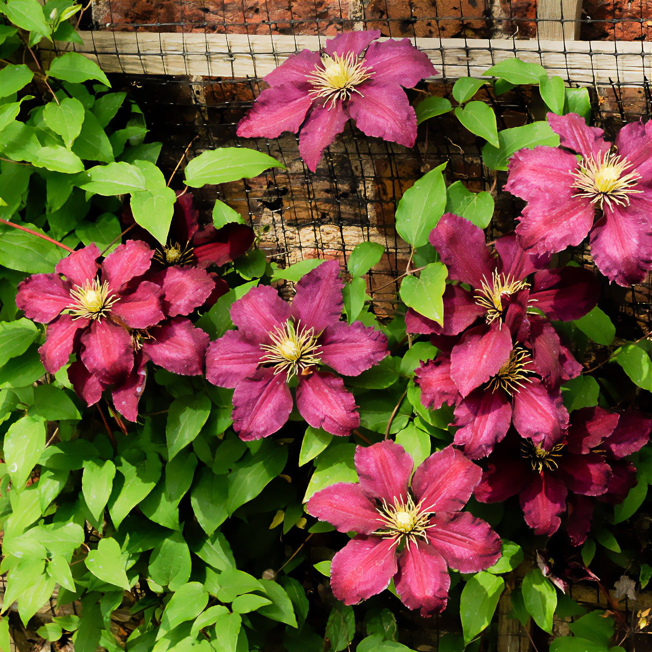 Waldrebe ‘Niobe’ - Clematis Niobe - Bakker