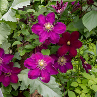Clematis - Waldrebe ‘Niobe’ - Clematis Niobe