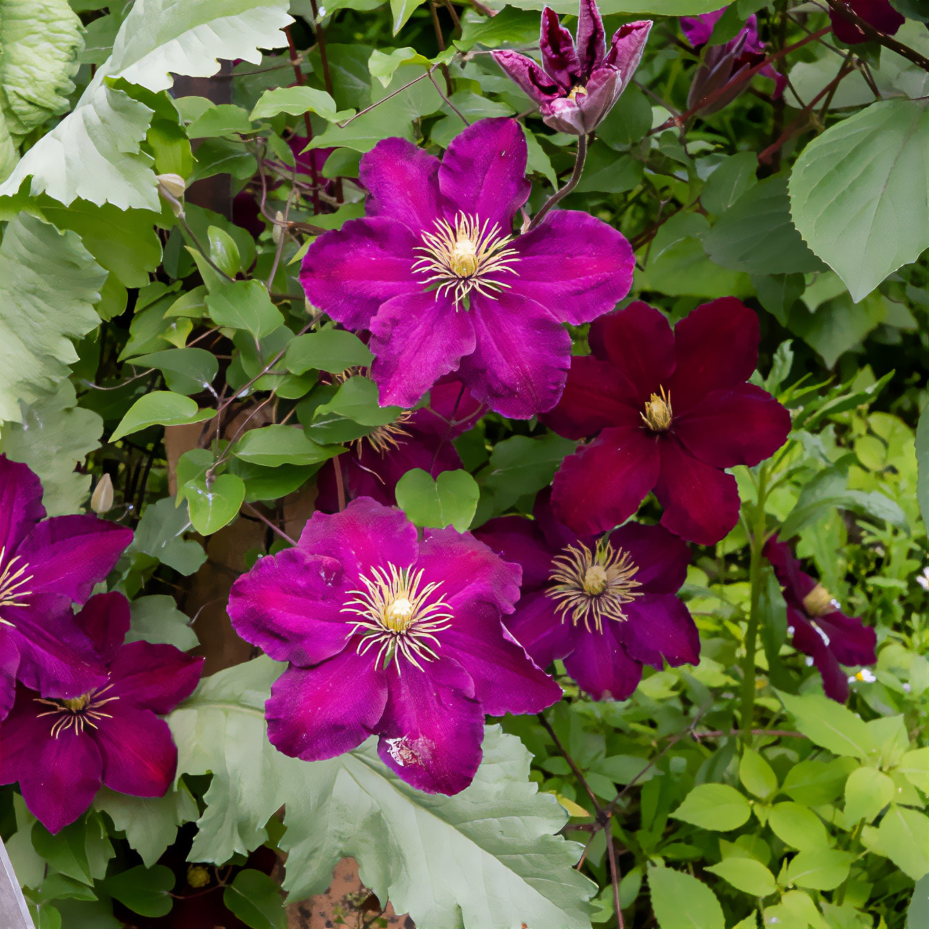 Clematis - Waldrebe ‘Niobe’ - Clematis Niobe