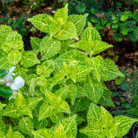 Buntnessel 'Electric Lime' - Coleus Electric Lime - Bakker