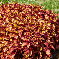 Buntnessel ‘Henna’ - Coleus Henna - Bakker
