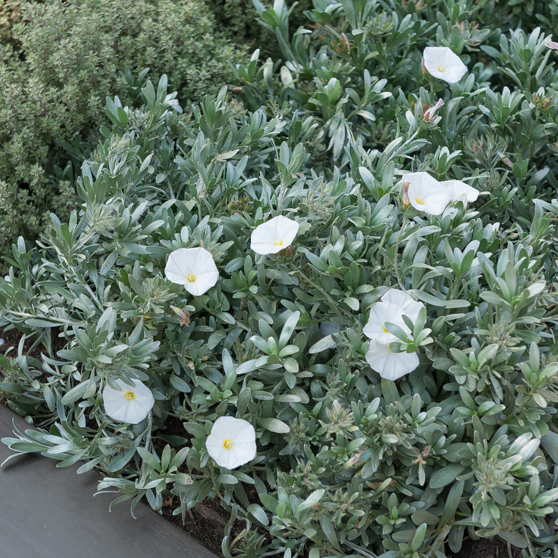 Bodendecker - Silberwinde - Convolvulus cneorum