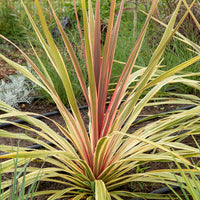 Cordyline ‘Can Can’® - Bakker
