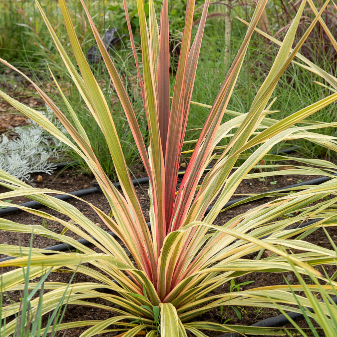 Cordyline ‘Can Can’® - Bakker