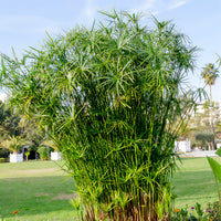 Zypergras - Cyperus alternifolius - Bakker