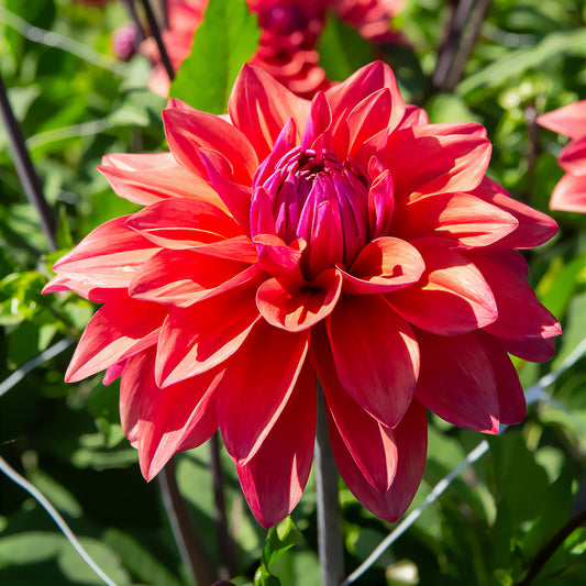 Dekorative Dahlien 'American Dawn'(x3) - Bakker