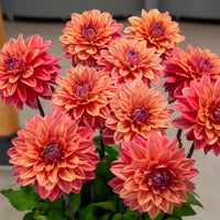 Dekorative Dahlien 'American Dawn'(x3) - Dahlia American Dawn - Bakker