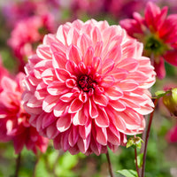 Dahlia Bacardi - Dahlie 'Bacardi' (x3) - Dahlien-Zwiebeln