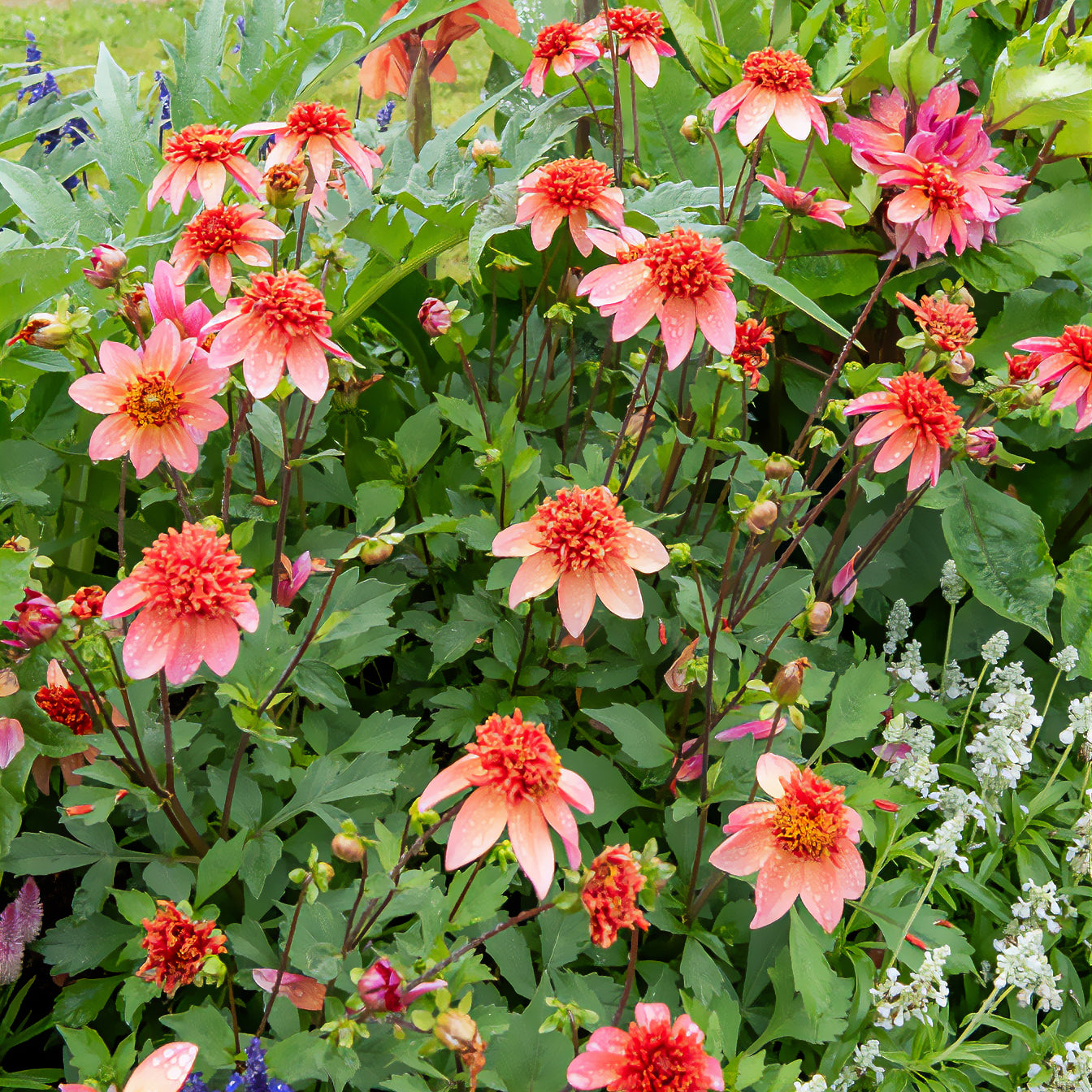 Dahlien-Zwiebeln - Anemonen-Dahlie ‘Totally Tangerine’ - Dahlia Totally Tangerine