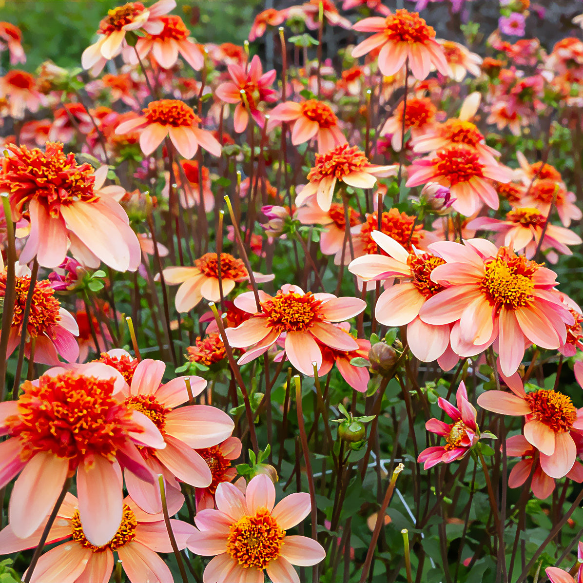 Anemonen-Dahlie ‘Totally Tangerine’ - Dahlia Totally Tangerine - Bakker