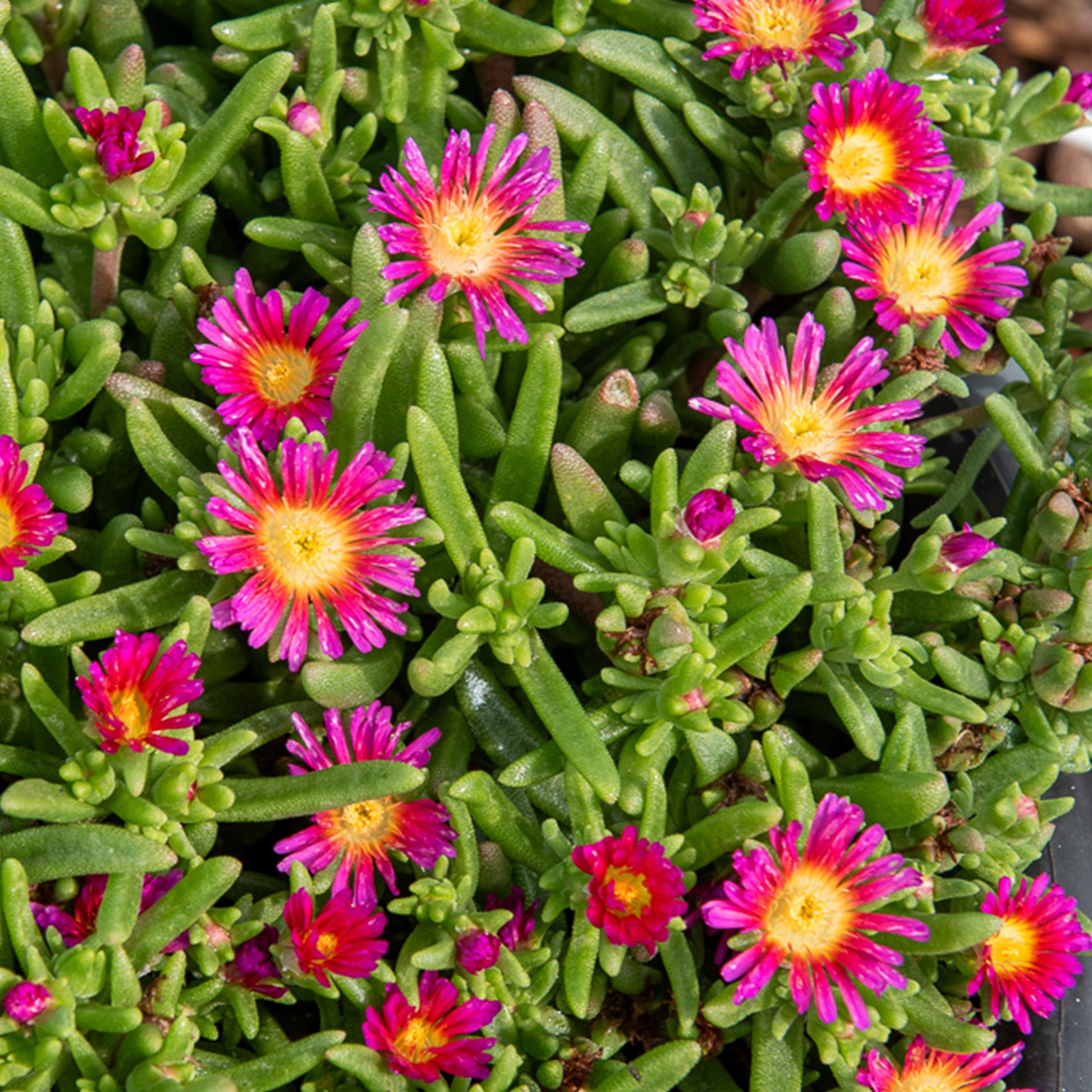 Delosperma Wheels of Wonder® Hot Pink - Mittagsblume 'Wheels of Wonder Hot Pink'® - Delosperma - Mittagsblume