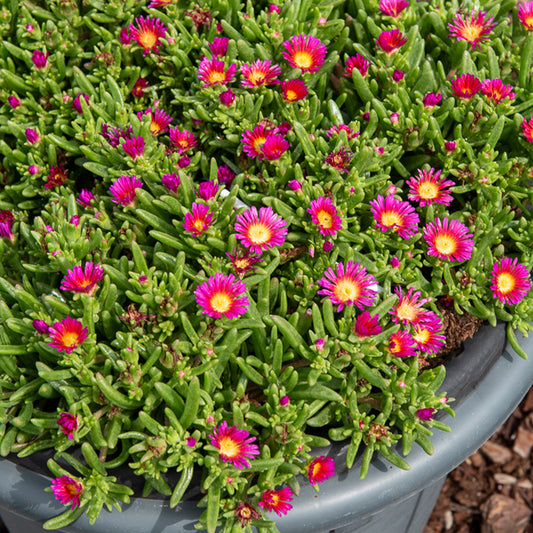 Mittagsblume 'Wheels of Wonder Hot Pink'® - Bakker