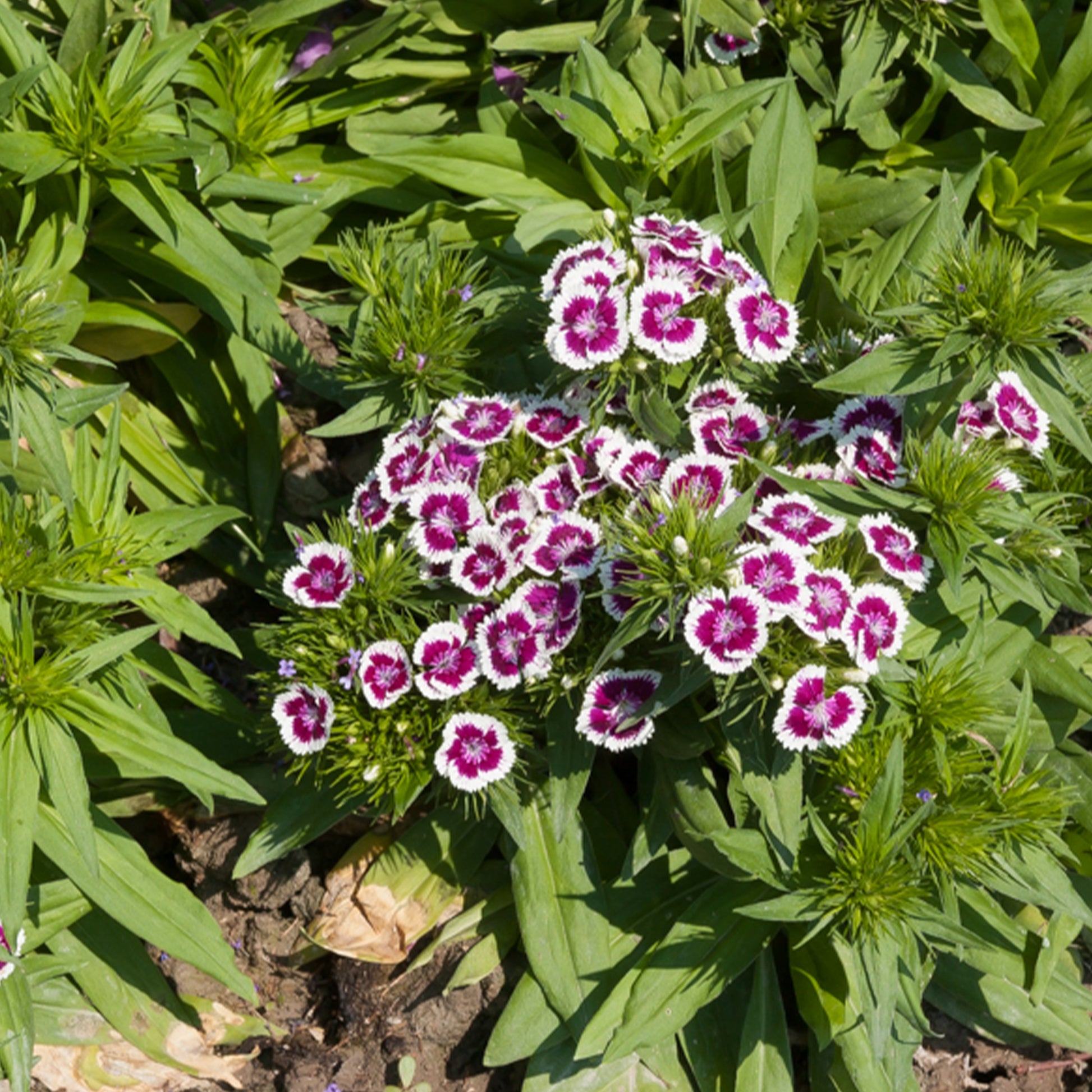 Bartnelke 'Barbarini Purple Picotee' - Dianthus barbatus Barbarini Purple Picotee - Bakker