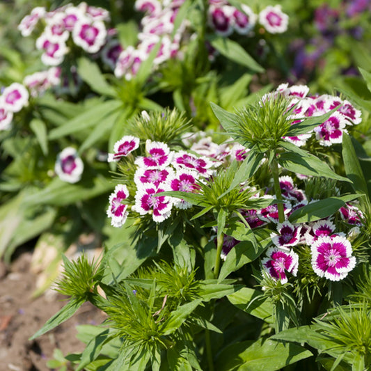 Bartnelke 'Barbarini Purple Picotee' - Bakker