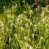 Dichromena colorata - Sternengras - Uferpflanzen