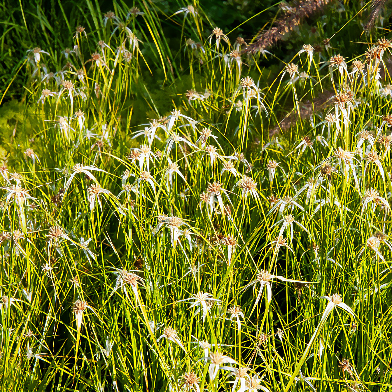 Dichromena colorata - Sternengras - Uferpflanzen